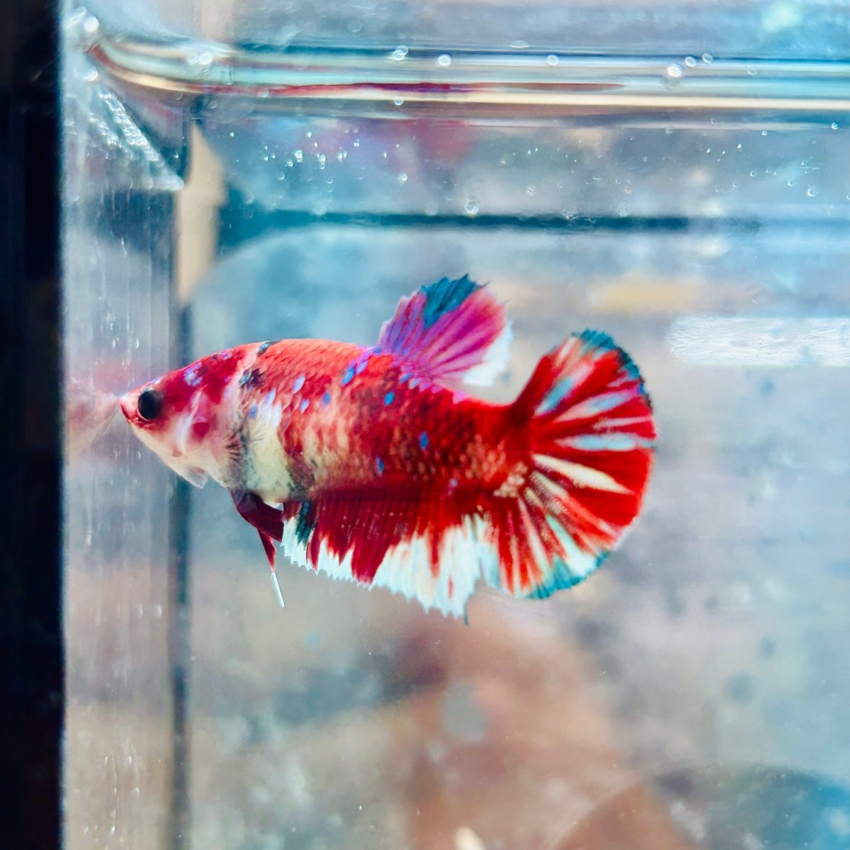 Plakat Red Koi Galaxy Female Betta 162 Female betta