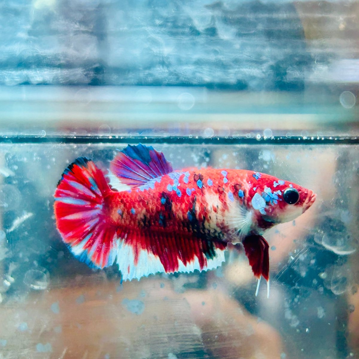 Plakat Red Koi Galaxy Female Betta 162 Female betta