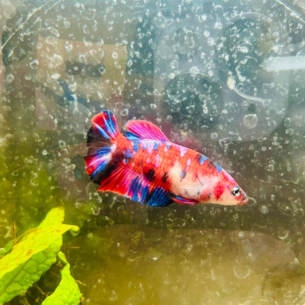 Plakat Red Koi Galaxy Female Betta 200 Female betta