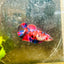 Plakat Red Koi Galaxy Female Betta 200 Female betta