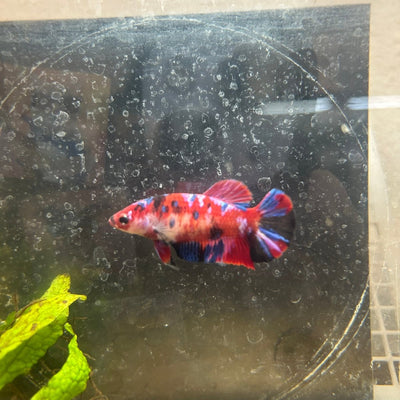 Plakat Red Koi Galaxy Female Betta 200 Female betta