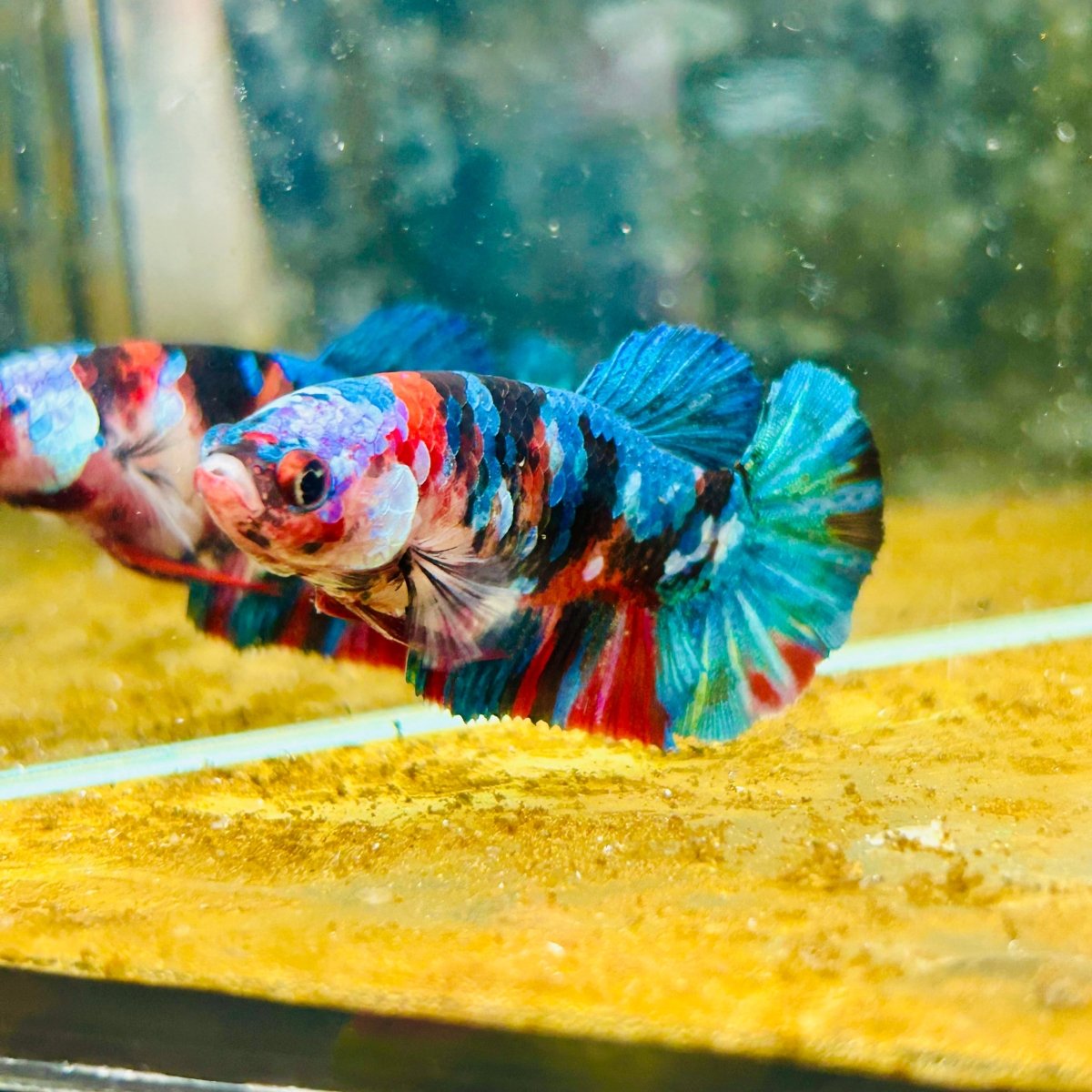 Plakat Red Koi Galaxy Female Betta #A235