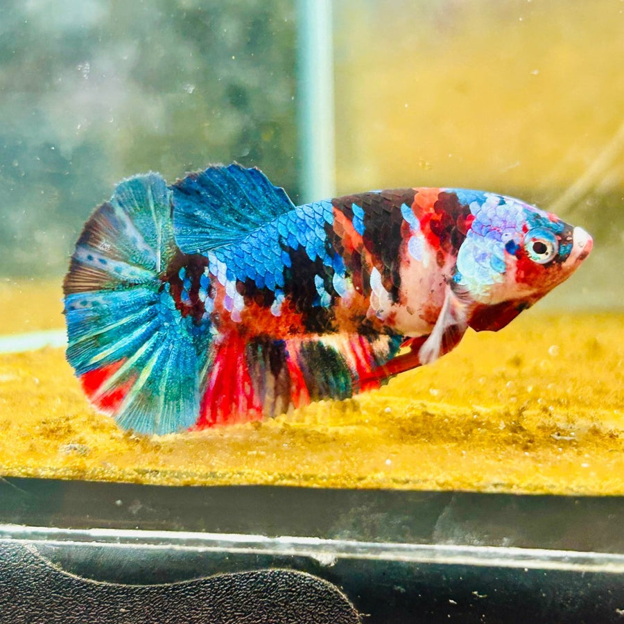 Plakat Red Koi Galaxy Female Betta A235 Female betta