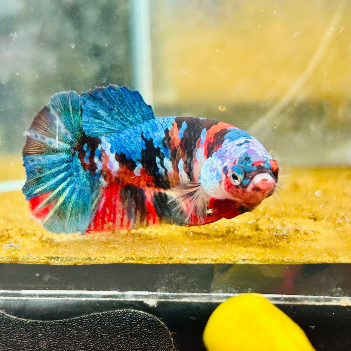 Plakat Red Koi Galaxy Female Betta #A235