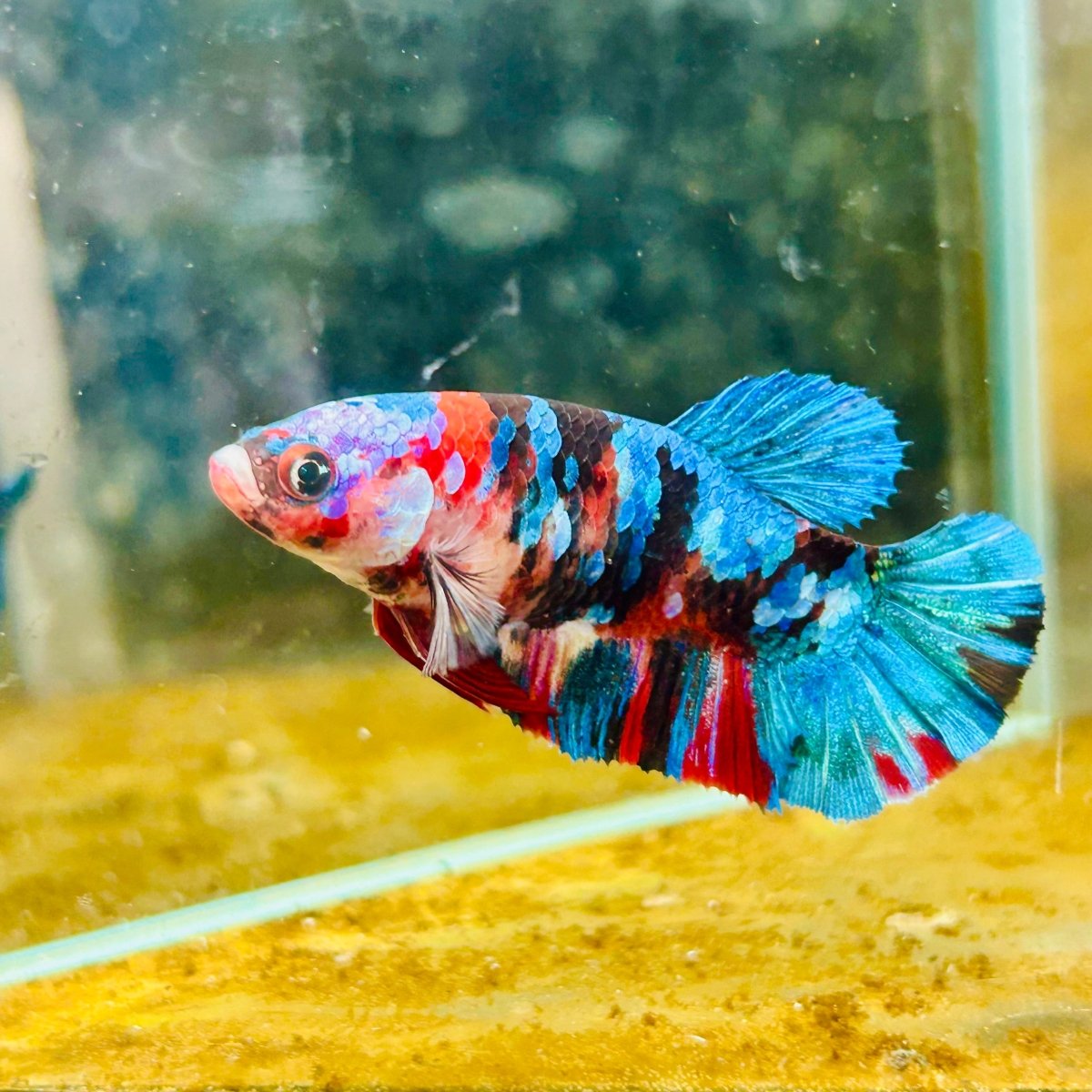 Plakat Red Koi Galaxy Female Betta #A235