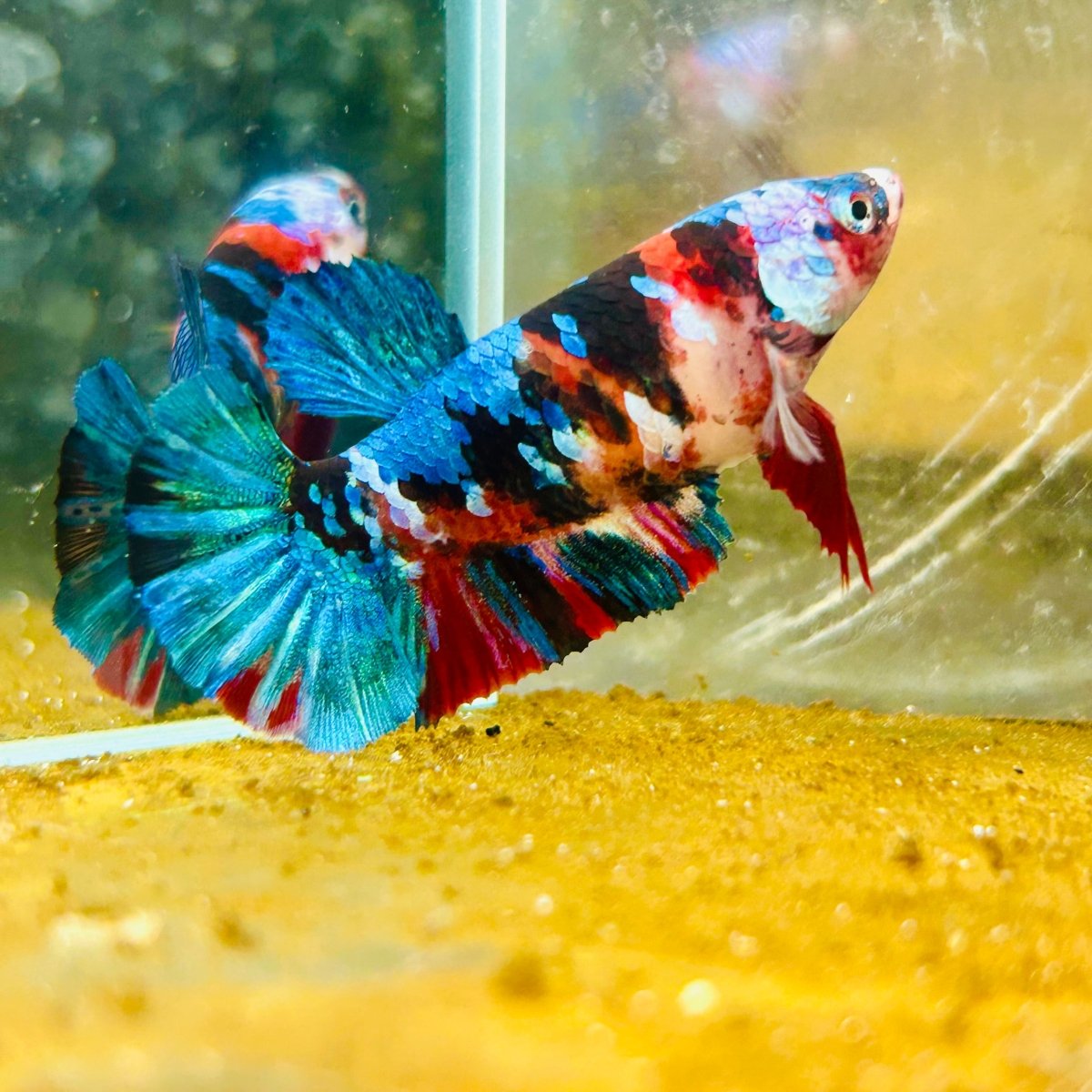 Plakat Red Koi Galaxy Female Betta #A235
