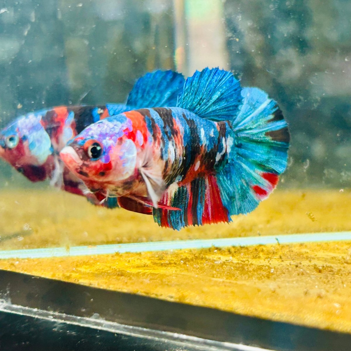 Plakat Red Koi Galaxy Female Betta #A235