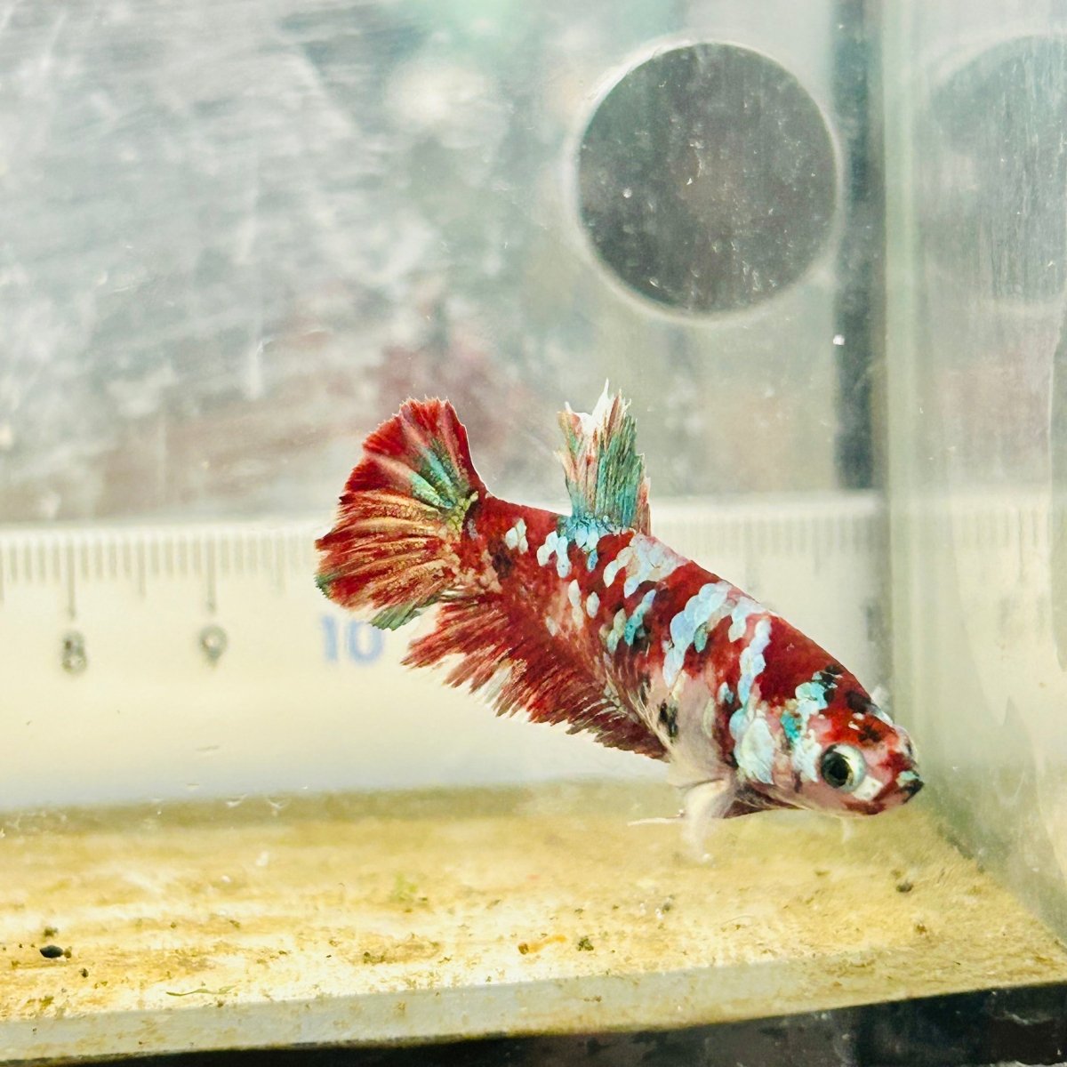 Plakat Red Koi Galaxy Female Betta #N74