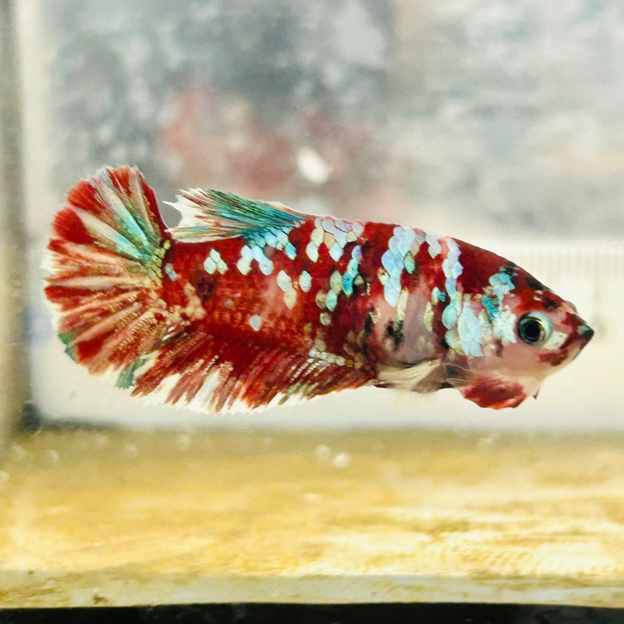 Plakat Red Koi Galaxy Female Betta N74 Female betta