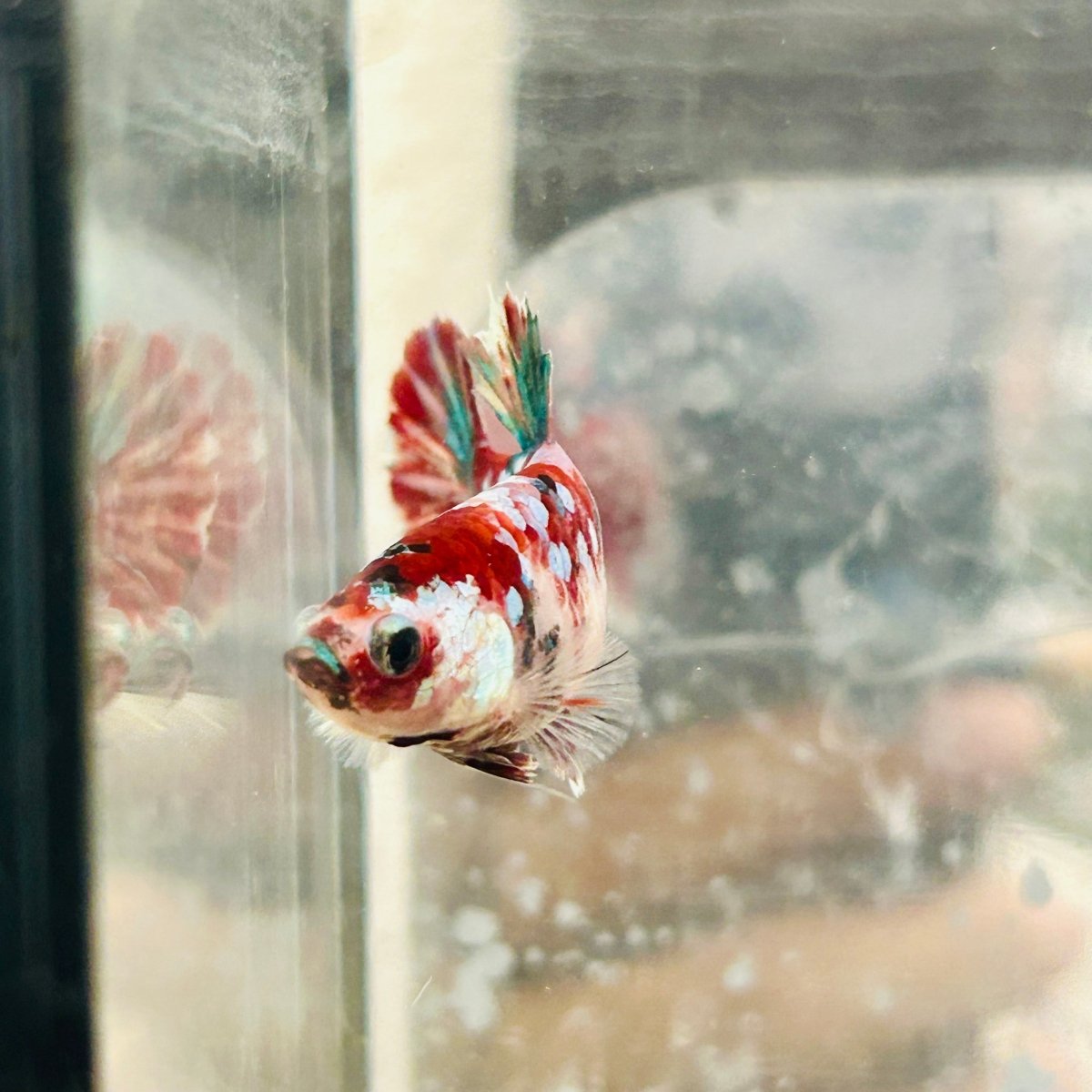 Plakat Red Koi Galaxy Female Betta #N74
