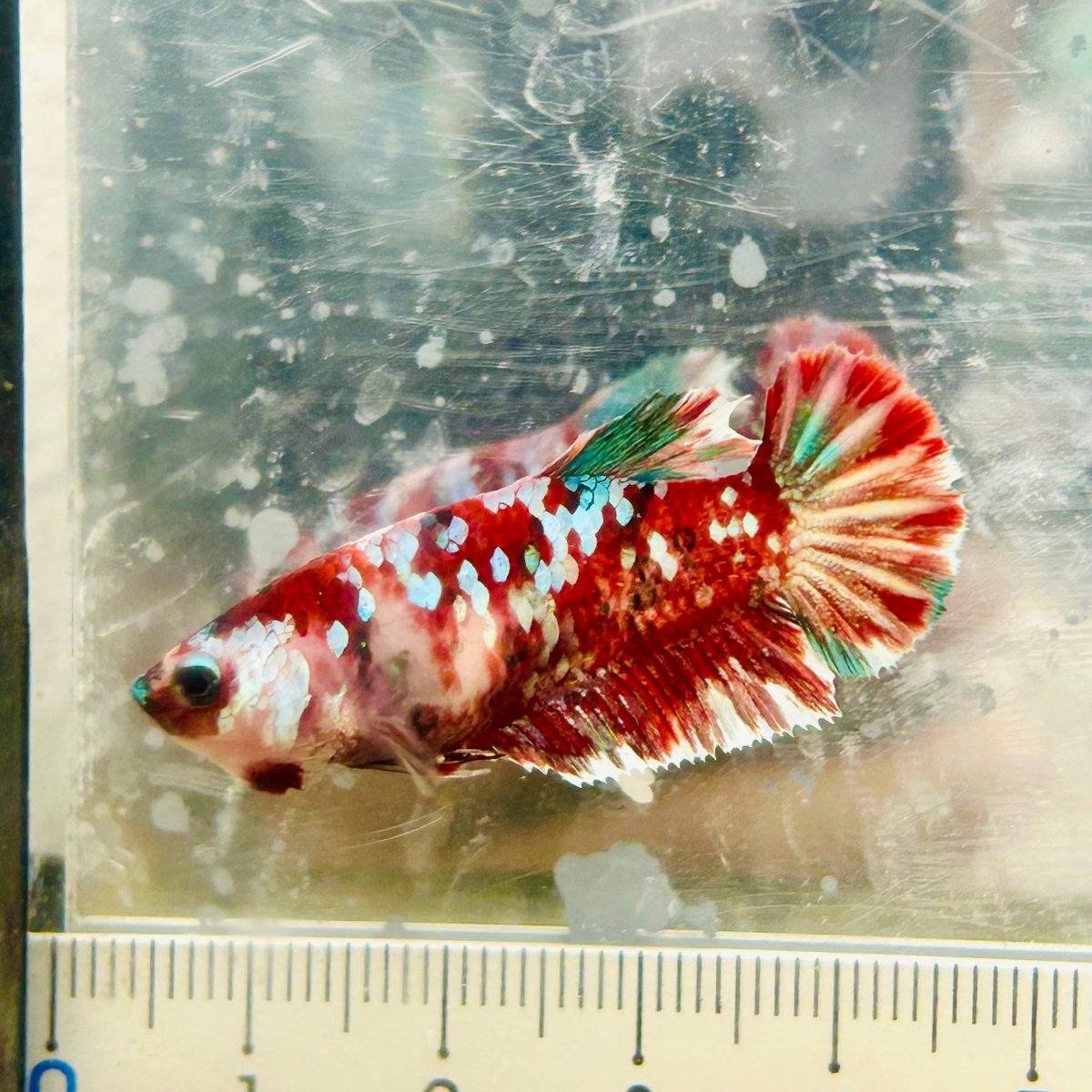 Plakat Red Koi Galaxy Female Betta #N74