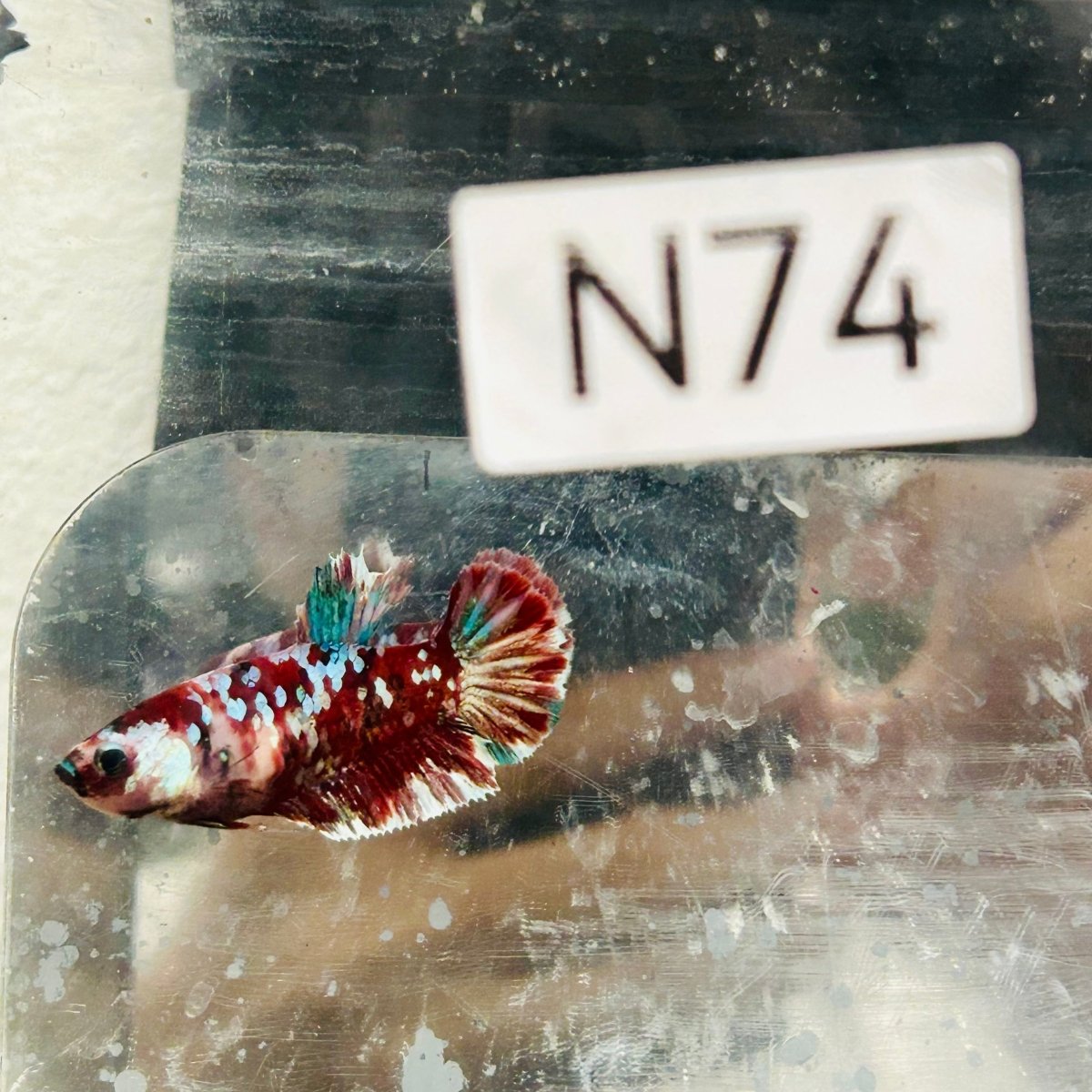 Plakat Red Koi Galaxy Female Betta #N74
