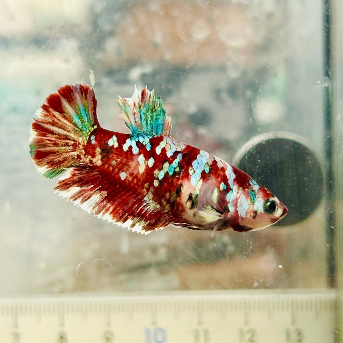 Plakat Red Koi Galaxy Female Betta #N74
