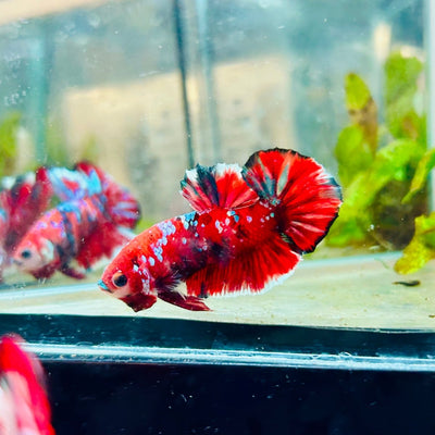 Plakat Red Koi Galaxy Male Betta 043 Male betta