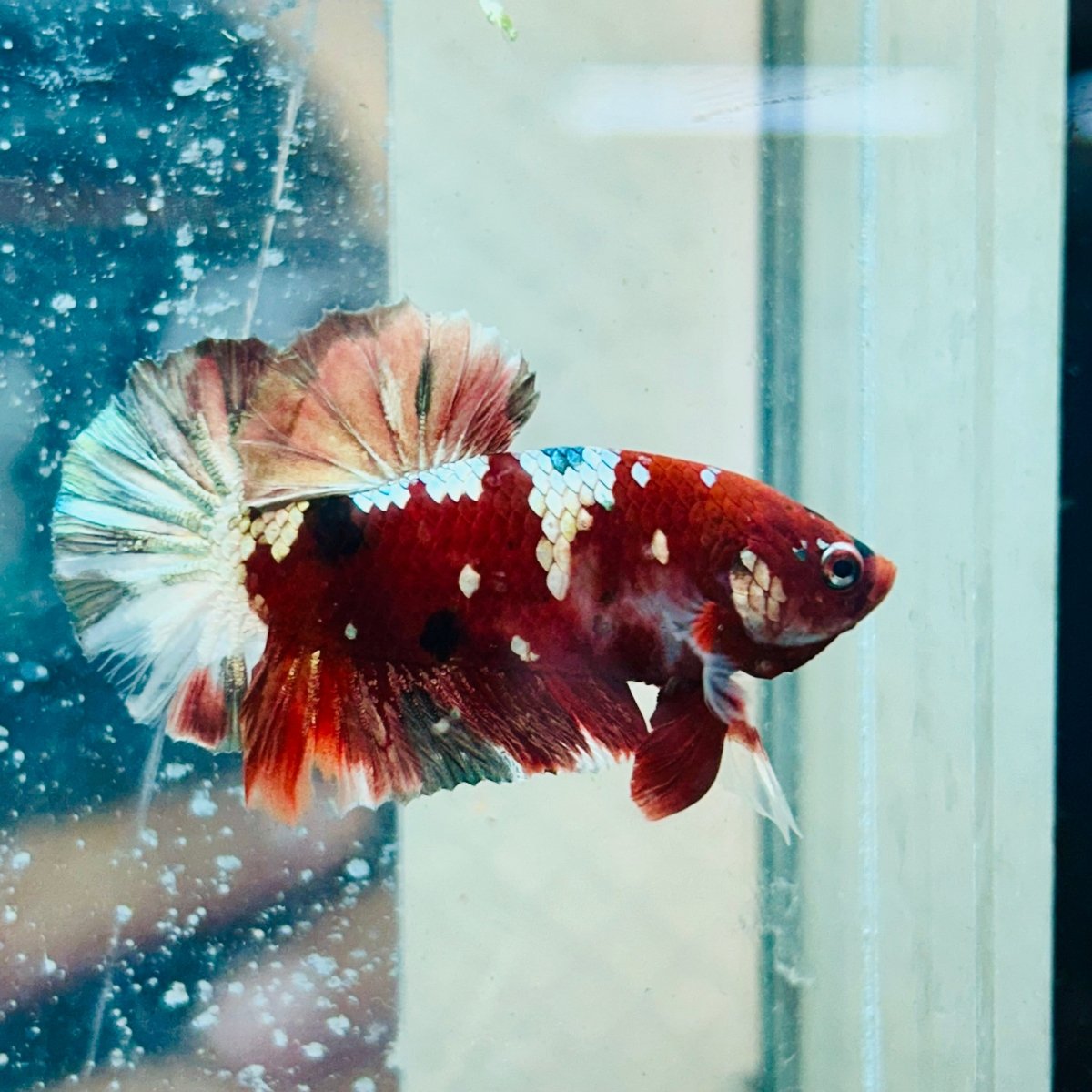 Plakat Red Koi Galaxy Male Betta #090