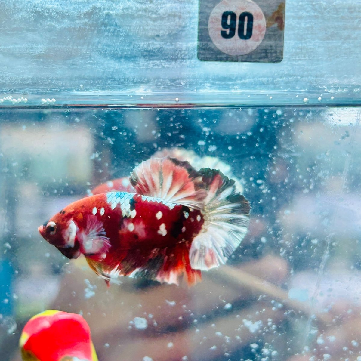 Plakat Red Koi Galaxy Male Betta #090