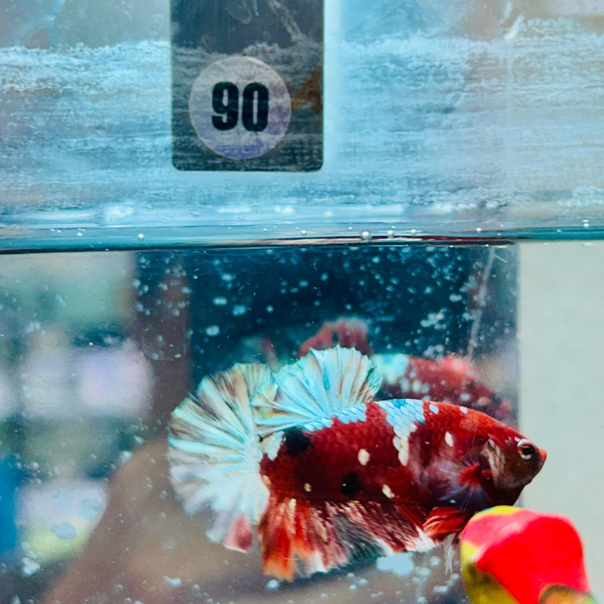Plakat Red Koi Galaxy Male Betta #090