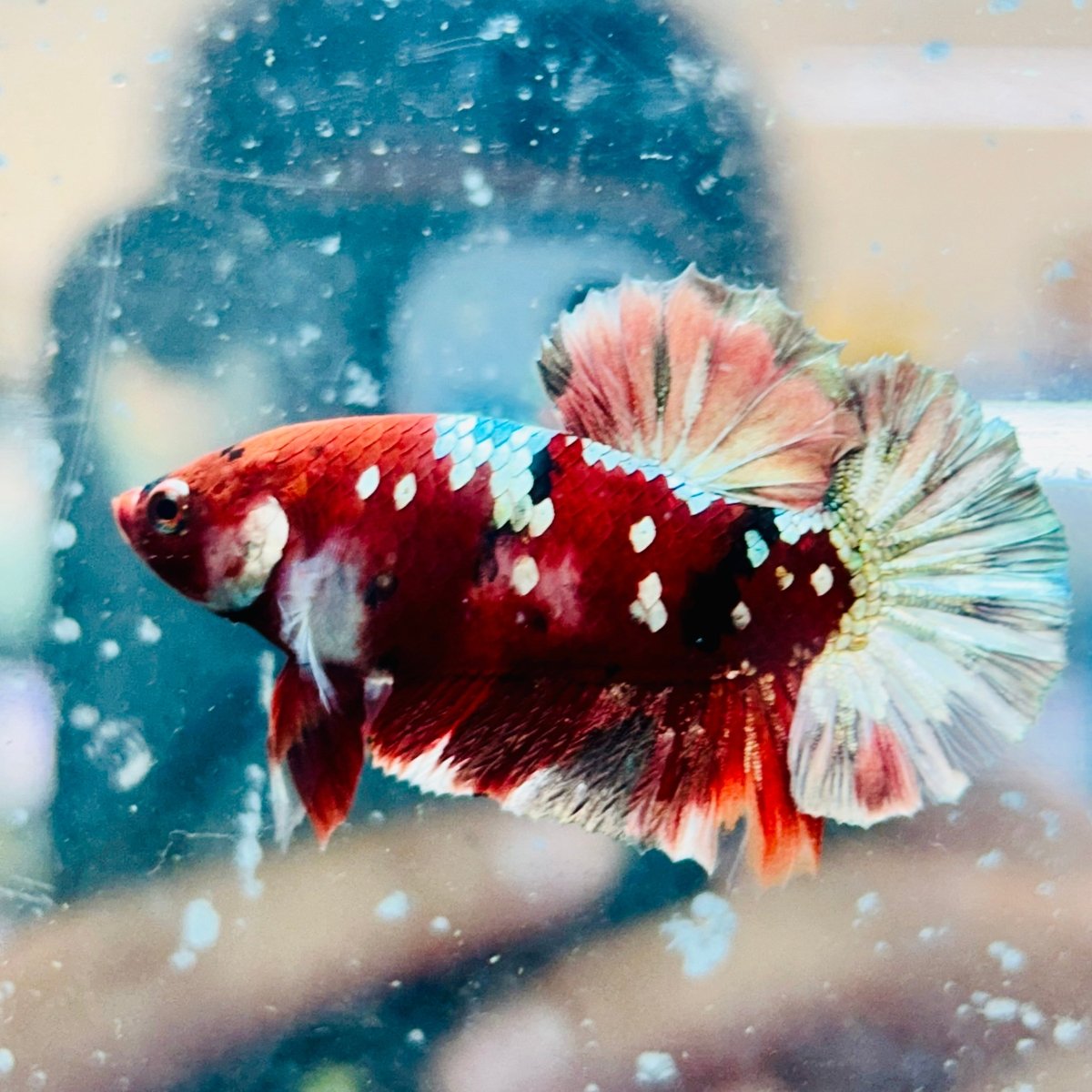 Plakat Red Koi Galaxy Male Betta #090