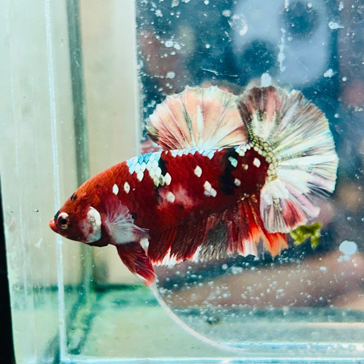 Plakat Red Koi Galaxy Male Betta #090