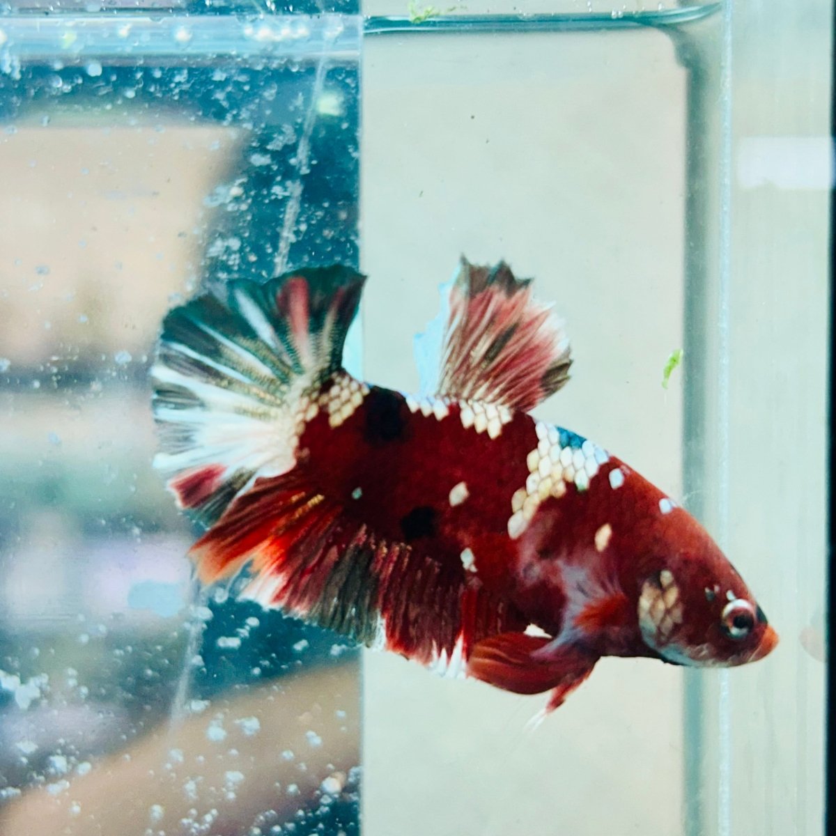 Plakat Red Koi Galaxy Male Betta #090