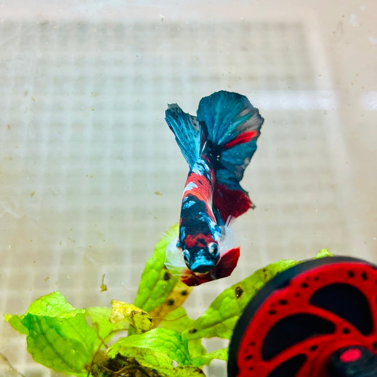 Plakat Red Koi Galaxy Male Betta 101 Male betta