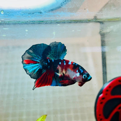 Plakat Red Koi Galaxy Male Betta 101 Male betta