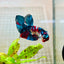 Plakat Red Koi Galaxy Male Betta 101 Male betta