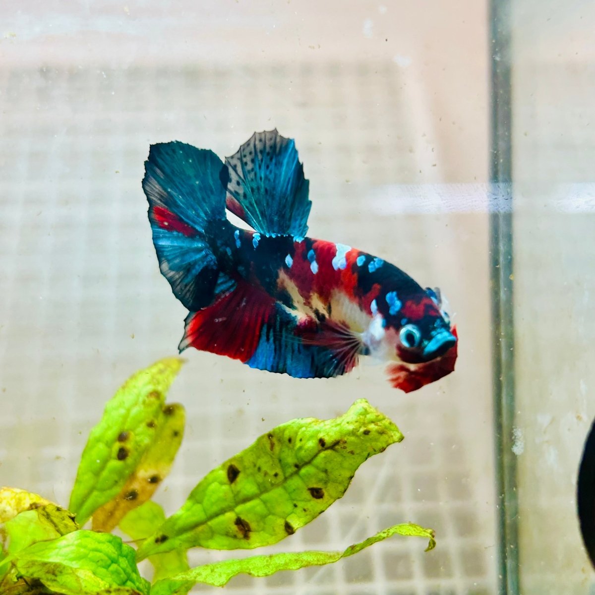 Plakat Red Koi Galaxy Male Betta 101 Male betta