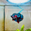 Plakat Red Koi Galaxy Male Betta 101 Male betta
