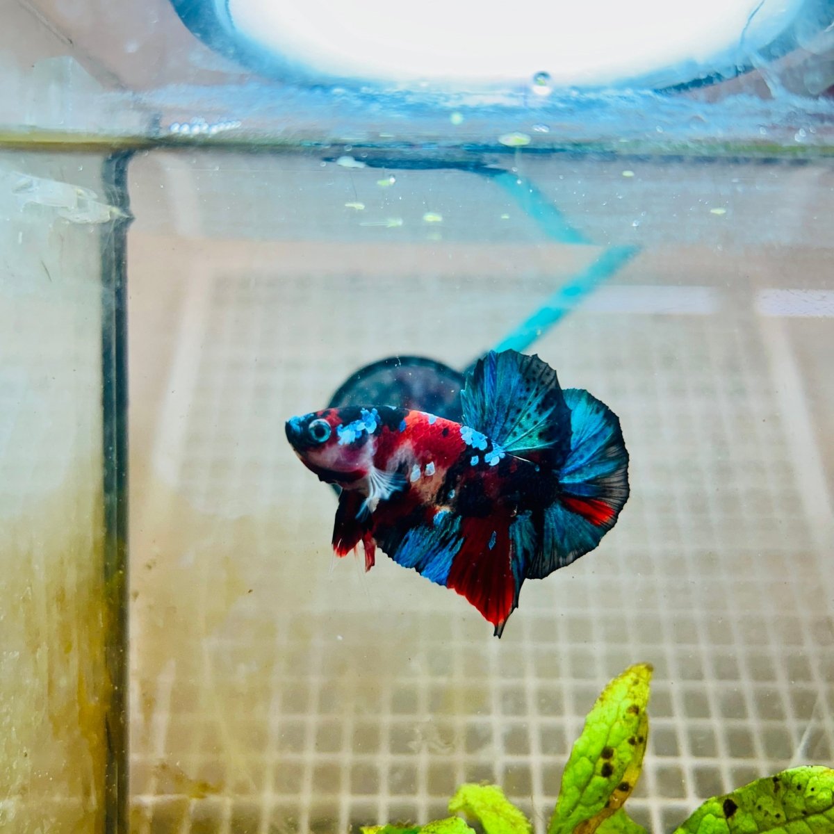Plakat Red Koi Galaxy Male Betta 101 Male betta