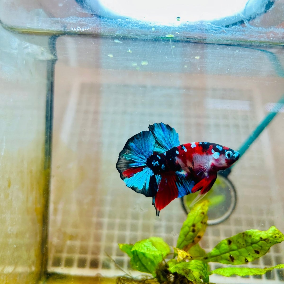 Plakat Red Koi Galaxy Male Betta 101 Male betta