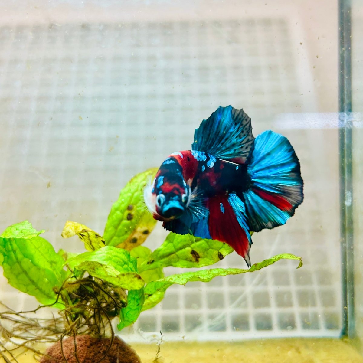 Plakat Red Koi Galaxy Male Betta 101 Male betta