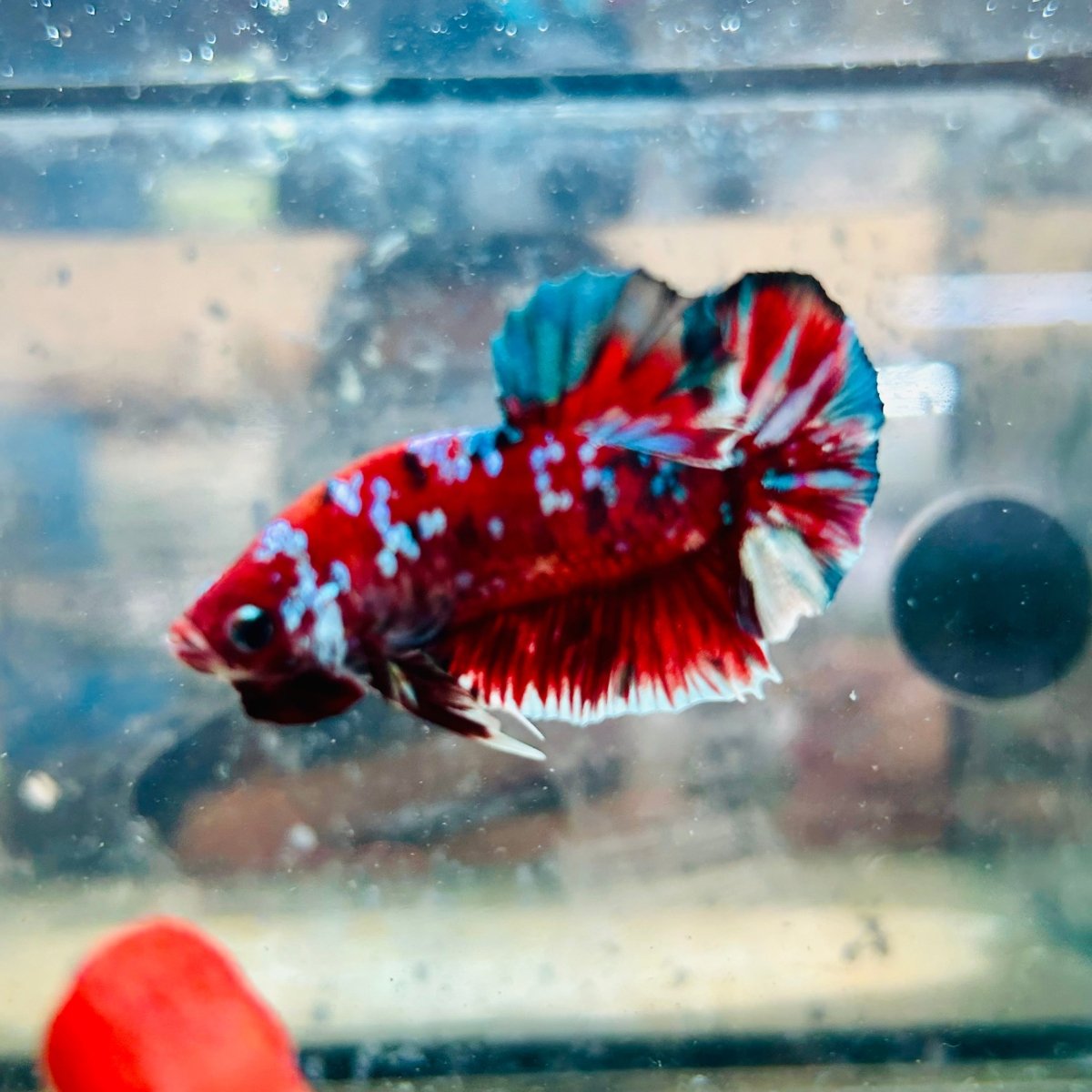 Plakat Red Koi Galaxy Male Betta #153