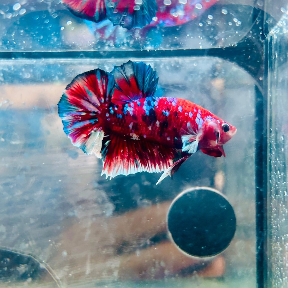 Plakat Red Koi Galaxy Male Betta 153 Male betta