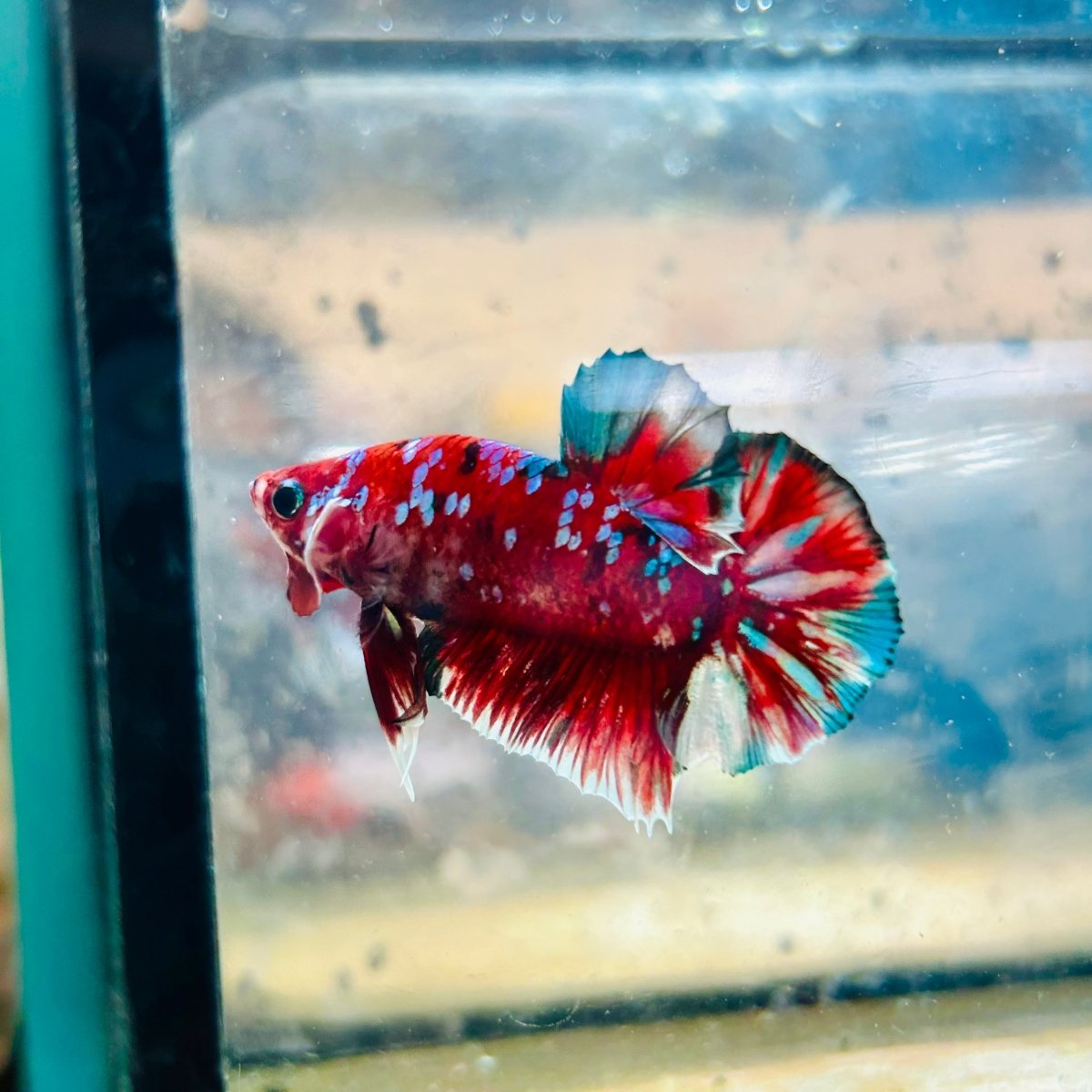 Plakat Red Koi Galaxy Male Betta 153 Male betta