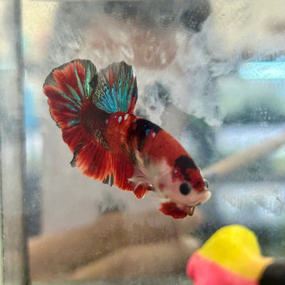Plakat Red Koi Galaxy Male Betta 193
