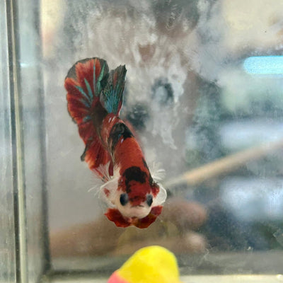 Plakat Red Koi Galaxy Male Betta 193