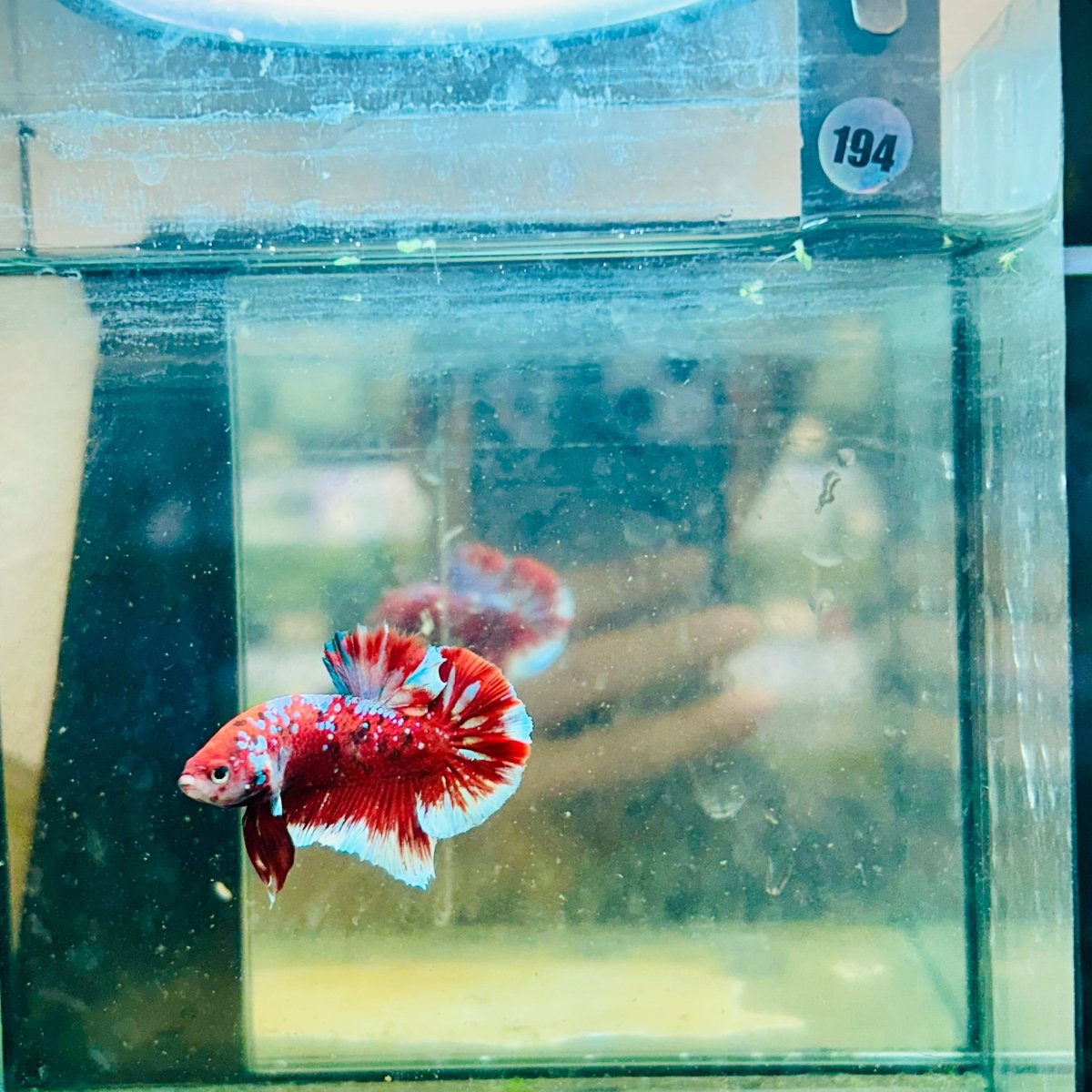 Plakat Red Koi Galaxy Male Betta  Male betta