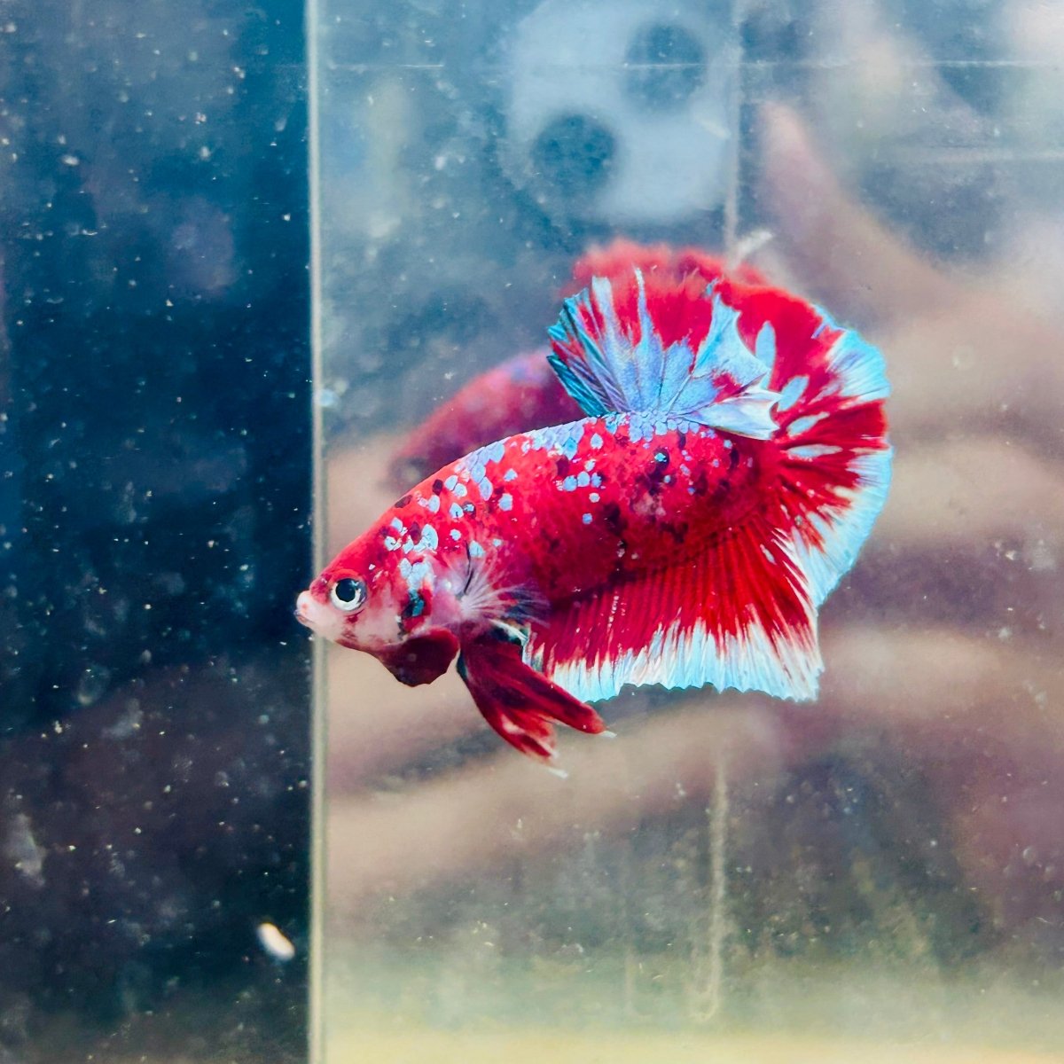 Plakat Red Koi Galaxy Male Betta  Male betta
