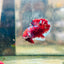 Plakat Red Koi Galaxy Male Betta  Male betta