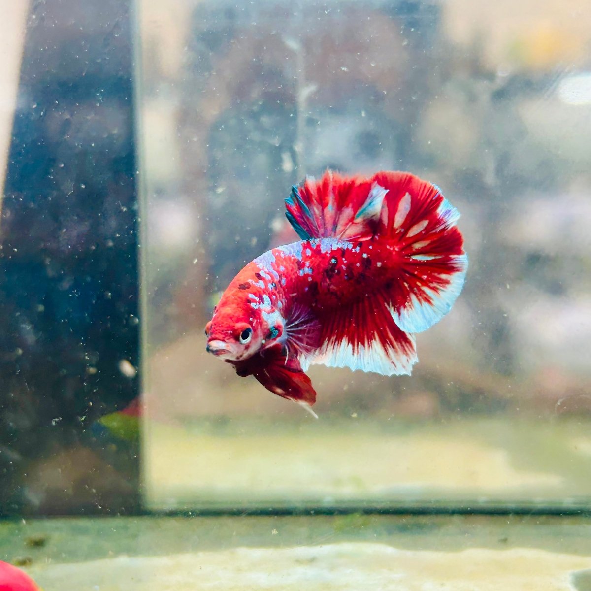 Plakat Red Koi Galaxy Male Betta  Male betta