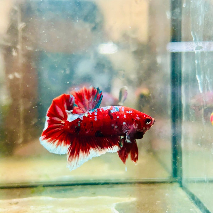 Plakat Red Koi Galaxy Male Betta  Male betta