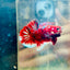 Plakat Red Koi Galaxy Male Betta  Male betta