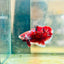 Plakat Red Koi Galaxy Male Betta  Male betta