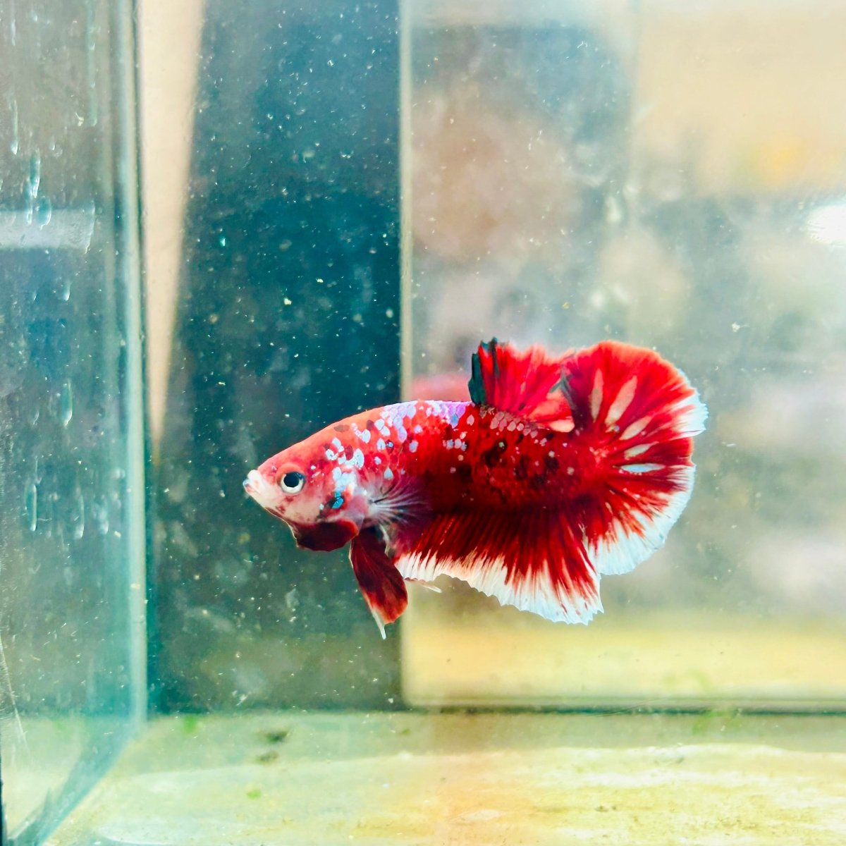 Plakat Red Koi Galaxy Male Betta  Male betta