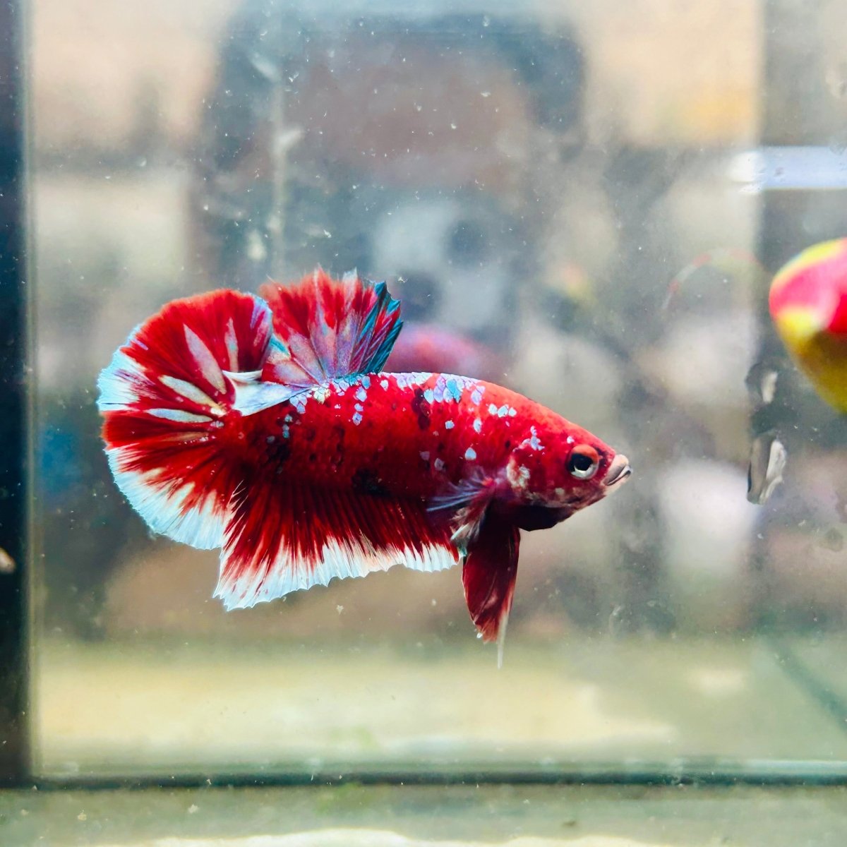 Plakat Red Koi Galaxy Male Betta  Male betta