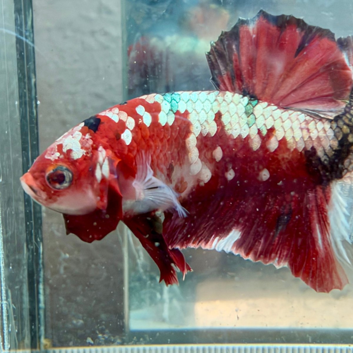 Plakat Red Koi Male Betta #Au84