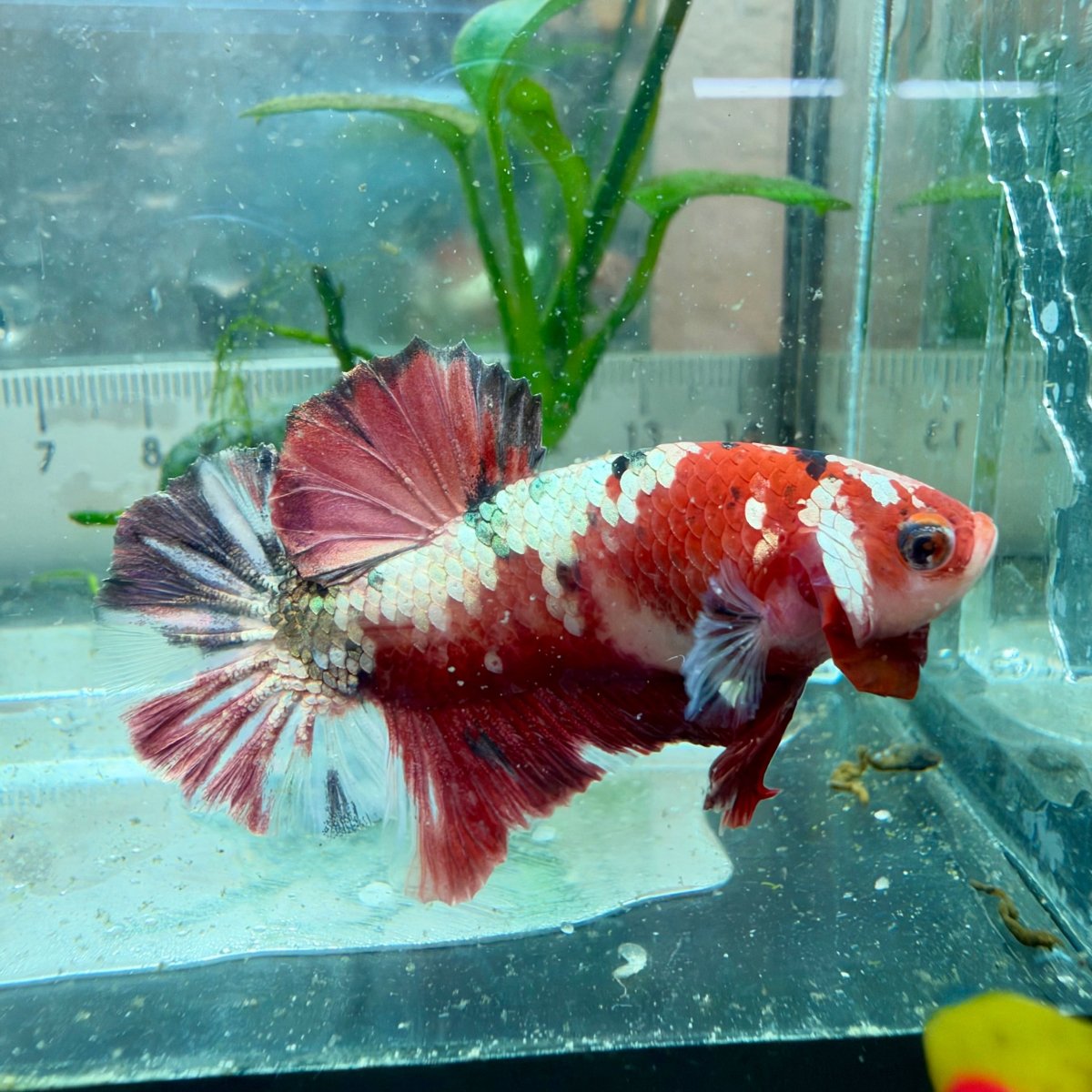 Plakat Red Koi Male Betta #Au84