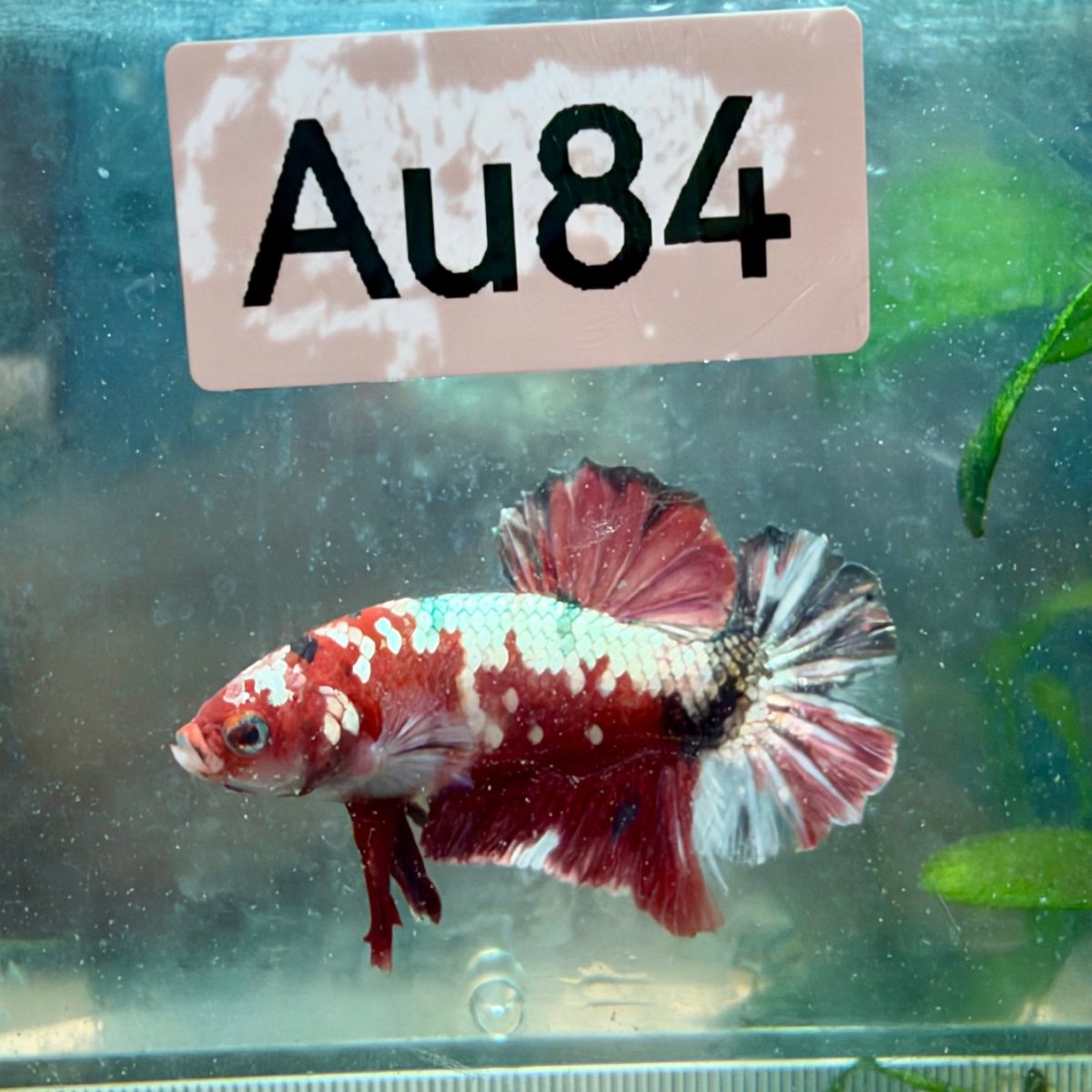 Plakat Red Koi Male Betta #Au84
