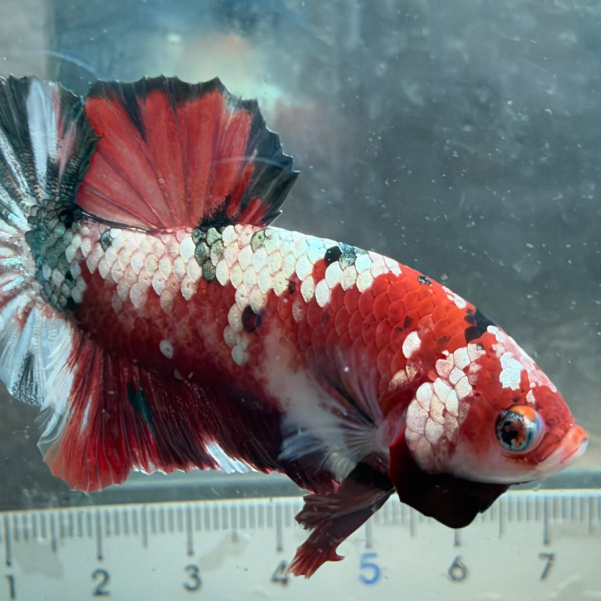 Plakat Red Koi Male Betta #Au84